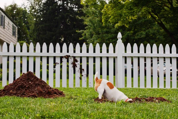 foto colorida de cachorro cavando buracos na grama