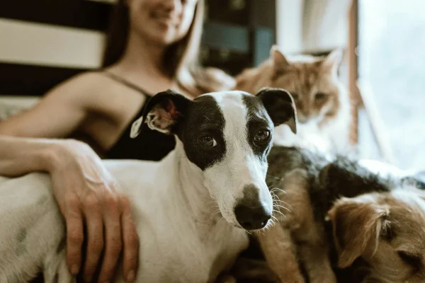 mulher sentada em um sofá com um cachorro e um gato