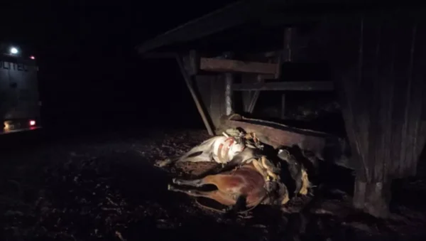 Cavalos mortos por um raio