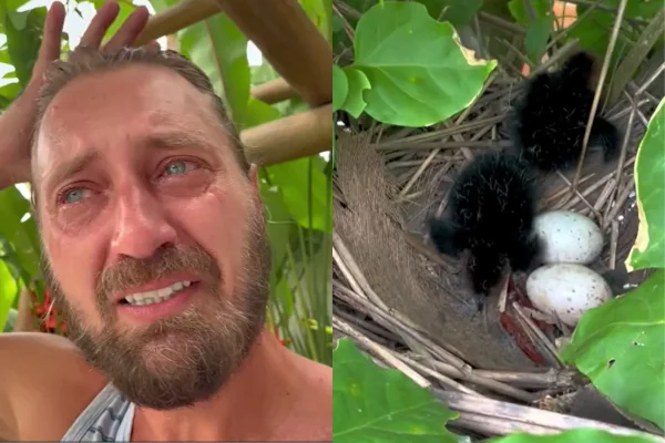 Vídeo homem se emociona com nascimento e crescimento de saracuras