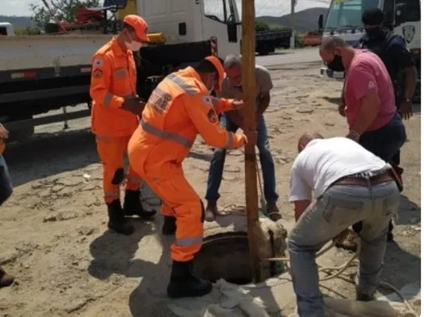 Cavalo é resgatado com ajuda de guindaste após cair em bueiro; vídeo