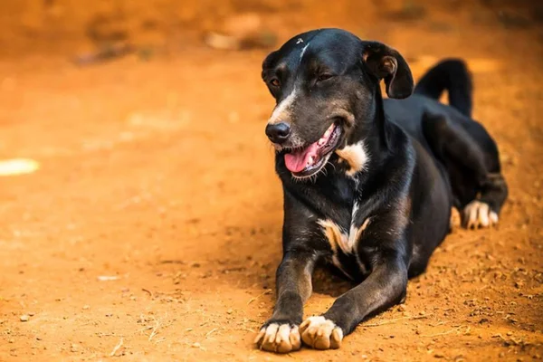 Ibram-DF anuncia 1,4 mil vagas para castração de cães e gatos. Saiba como