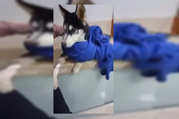 Cachorro resgatado em situação crítica nas ruas do DF precisa de lar