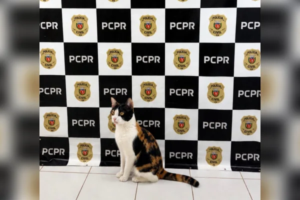 Polícia recupera gata de apoio emocional que havia sido furtada