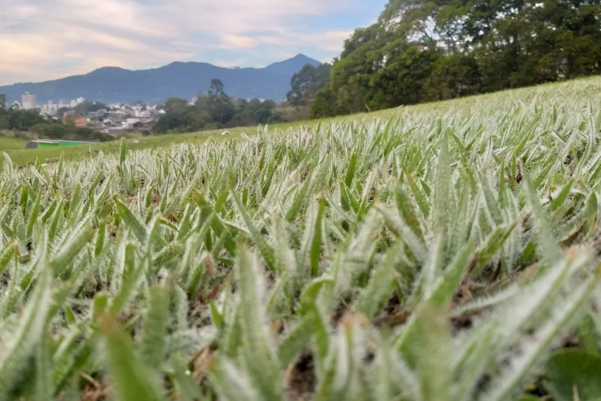 Vale do Itajaí, em Santa Catarina, amanheceu com geadas e temperatura de 3,8°C Vale do Itajaí, em Santa Catarina, amanheceu com geadas e temperatura de 3,8°C