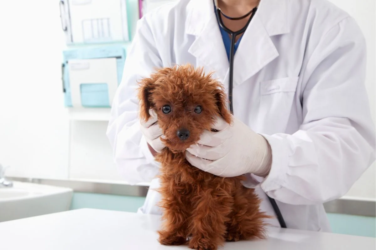 Cachorro no veterinário