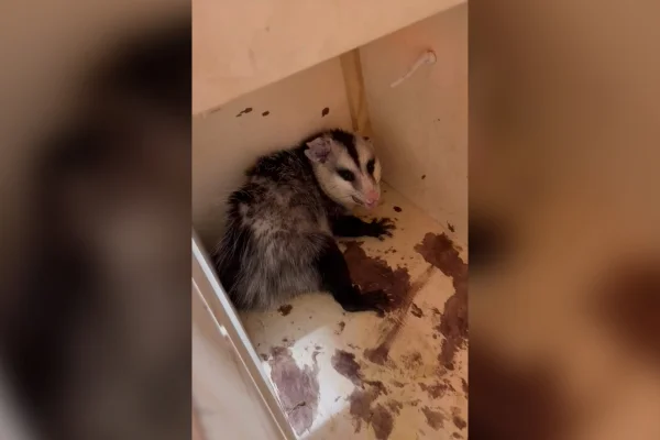 Resgate de gambá em parque de diversões