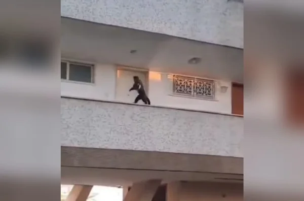 imagem colorida macaco rouba bolo no rio