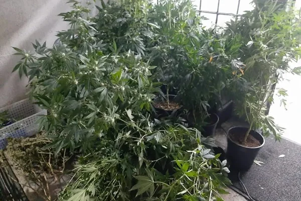 Advogado e DJ são presos acusados de administrar plantações de maconha