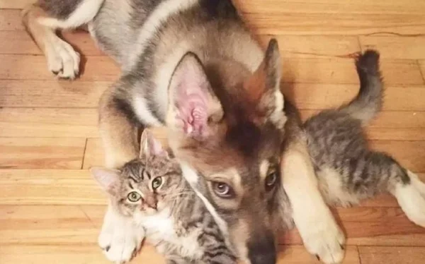 Na foto, um cachorro e um gato abraçados