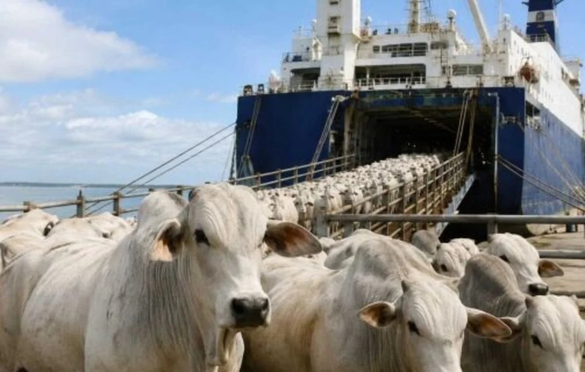 Exportação de gado para engorda e abate Exportação de gado para engorda e abate