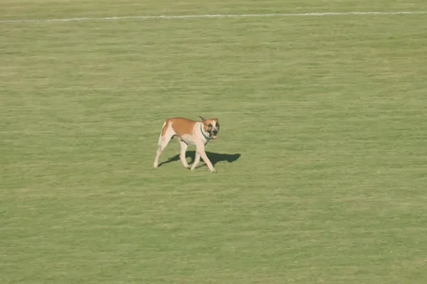 Cachorro invade campo durante o Brasileirão Série D ZeroUm