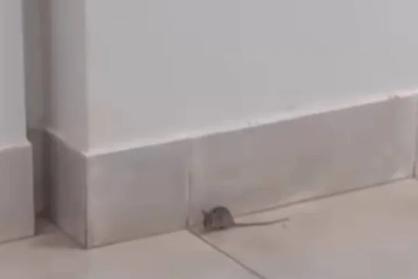Aluno da PMDF sobre ratos em curso: “Mordeu bolsa e comeu meu lanche”