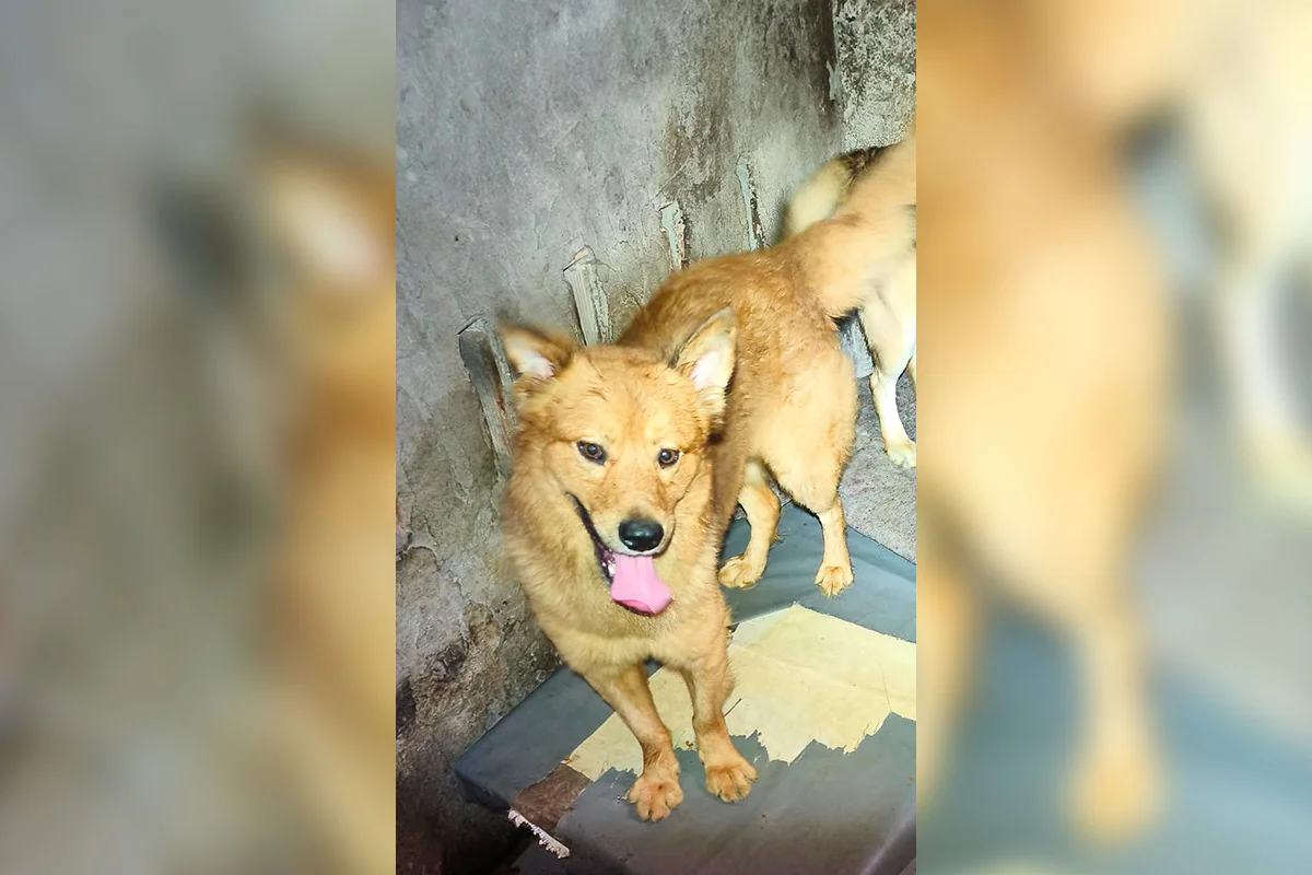 Fotos dos cachorros no momento do resgate do cativeiro