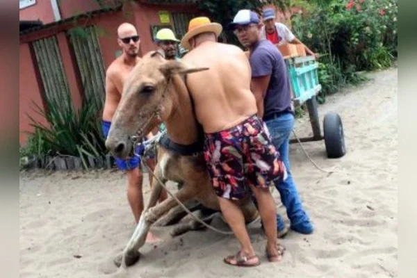 cavalo maus-tratos bahia