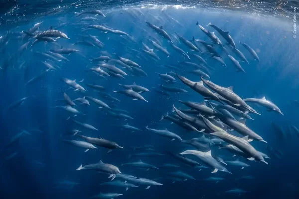 Um grande grupo de golfinhos se movimenta de forma coordenada no oceano durante uma caça, em uma cena registrada perto da Costa Rica