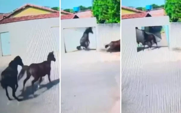 imagem colorida cavalo derruba portão goiania