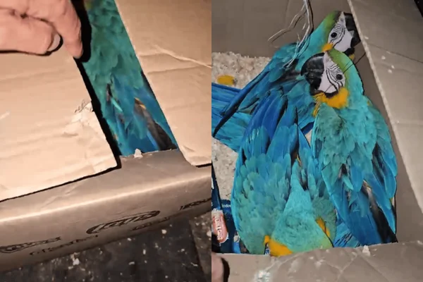 Colagem colorida de araras presas dentro de caixa de papelão; suspeitos foram presos pela PM Ambiental - Metrópoles