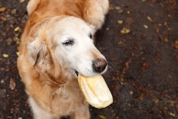 cachorro da raça golden com um pão francês na boca