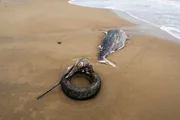 Dead fish found in South Carolina with a tire stuck in its beak Dead fish found in South Carolina with a tire stuck in its beak