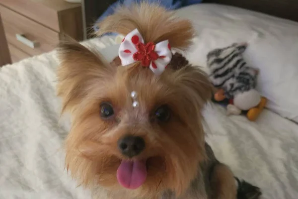 Cadela yorkshire com acessório vermelho no pelo