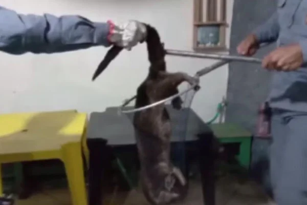 Lontra de um metro dentro de uma rede sendo resgatada por dois bombeiros