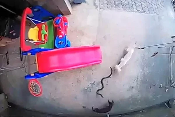 Cachorros brigam até a morte com cobra para salvar bebê