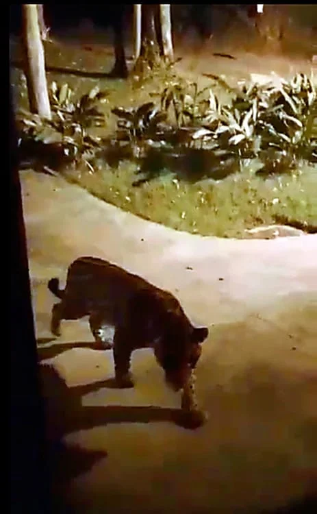 Vídeo: onça-pintada de Juiz de Fora (MG) pode ter se tornado pai