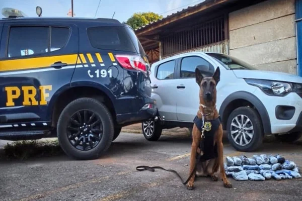 Cães da PRF encontram 13 kg de haxixe escondido em painel de carro