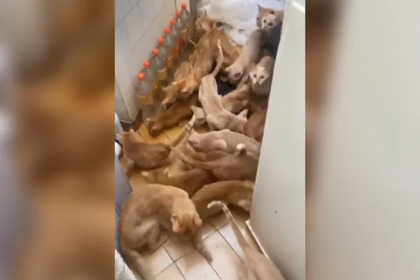 operação resgata 60 gatos e prende mulher em cobertura na zona sul do Rio