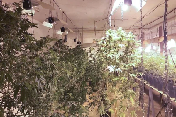 Estufas de skunk no Entorno tinham controle de temperatura e umidade
