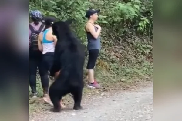 “Mordeu?” Urso negro abraça e cheira mulher em parque ecológico. Assista
