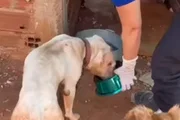Após o resgate, o cão foi alimentado e será colocado para adoção Após o resgate, o cão foi alimentado e será colocado para adoção