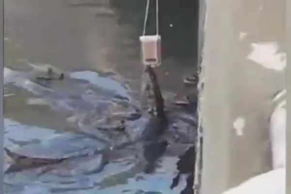 Vídeo. Homem tenta filmar jacaré e animal abocanha o celular