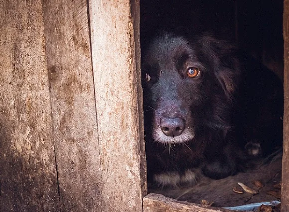 Proteção legal aos animais: nós falhamos como uma sociedade solidária