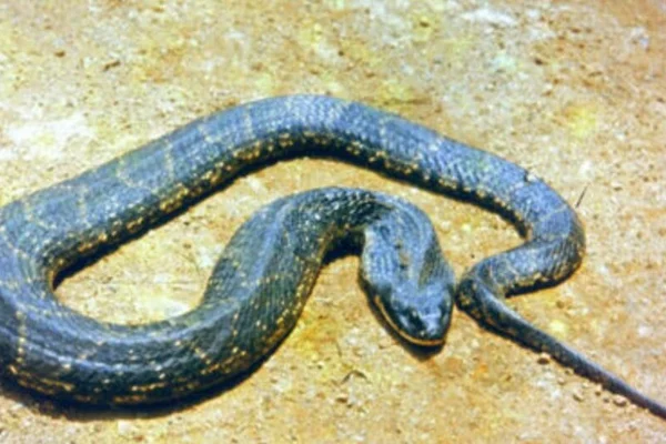 Imagem colorida, SC: homem é hospitalizado após ser picado por cobra no sótão de casa - Metrópoles