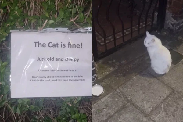 Montagem de duas imagens coloridas de gato branco e placa de aviso
