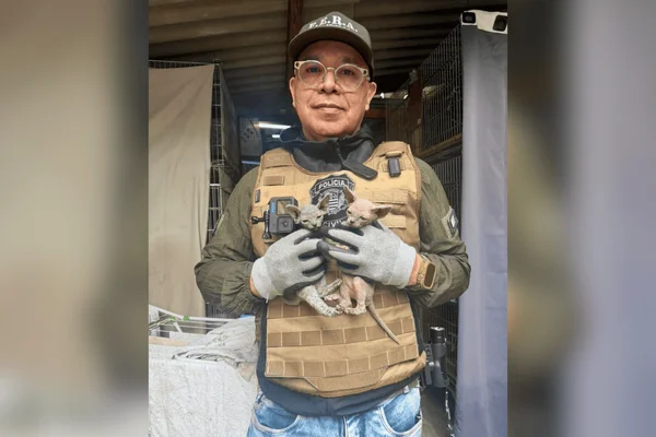 Polícia Civil apreende mais de 100 gatos de raça em gatil clandestino - destaque galeria Polícia Civil apreende mais de 100 gatos de raça em gatil clandestino - destaque galeria