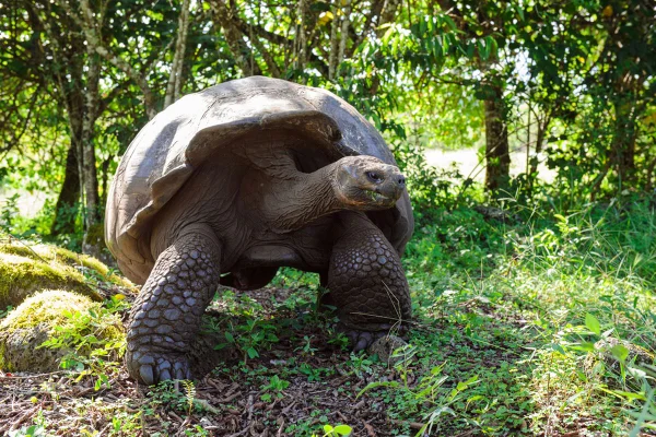 Tartaruga de Galápagos Geochelone nigra Ilhas Galápagos. Metrópoles