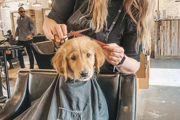 Vídeo: cachorrinho tem dia de beleza em salão e encanta a web