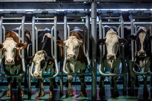 Imagem colorida de uma produção bovina - Metrópoles