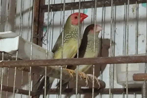 As aves star finch foram encontradas em cativeiro em Teodoro Sampaio (SP) - Metrópoles