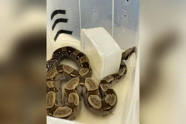 Polícia apreende animais que seriam revendidos
