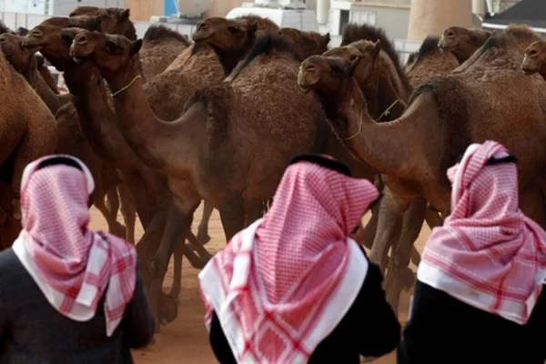 Camelos são desclassificados de concurso de beleza por uso de botox