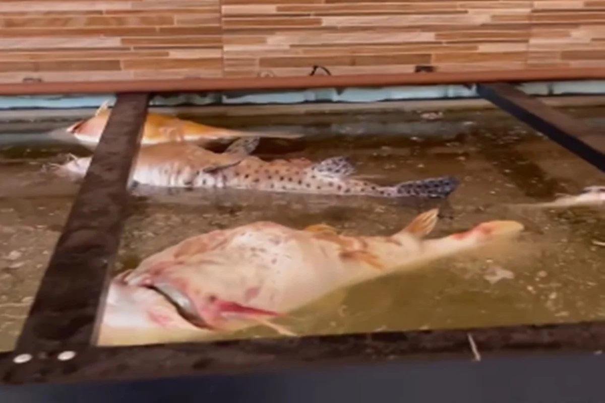 Aquarista retorna de viagem e encontra dezenas de peixes jumbo mortos - imagem 1 Aquarista retorna de viagem e encontra dezenas de peixes jumbo mortos - imagem 1