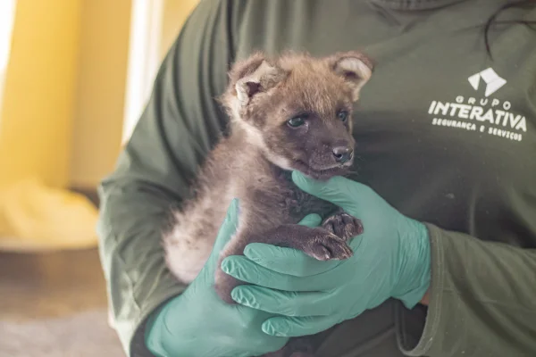 Após votação, filhote de lobo-guará do zoo de Brasília é “batizada”. Confira