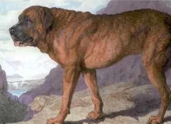 foto colorida da pintura de um cachorro marrom