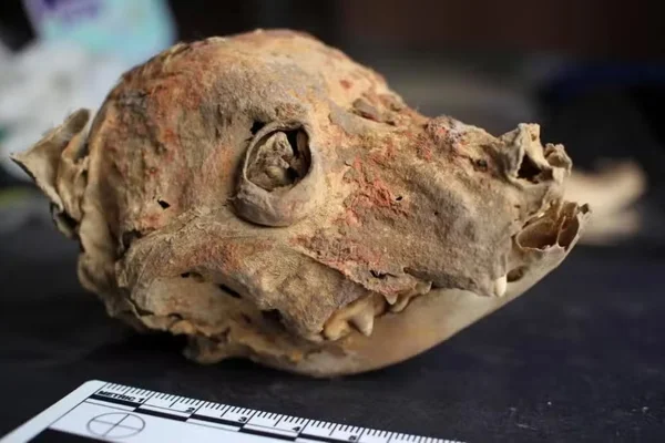 Foto de osso de cão de 1200 anos encontrado no Peru - Metrópoles