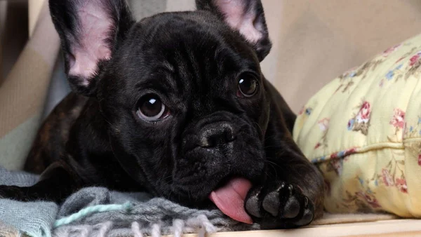 Cachorro lambendo a própria pata
