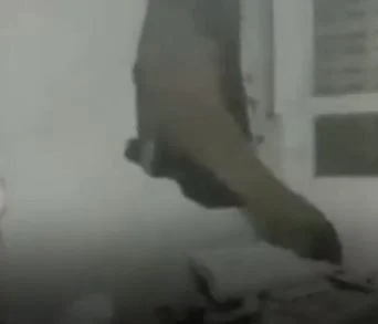 Elefante invade cozinha em busca de alimentos